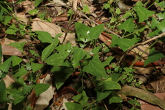 Chenopodium trigonon