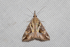 Hypena laceratalis