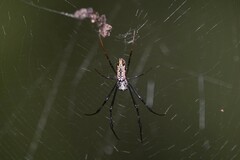 Trichonephila antipodiana