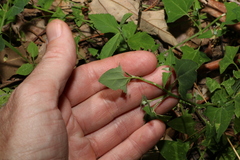 Chenopodium trigonon
