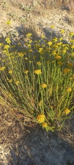 Athanasia vestita