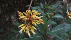Palicourea australis