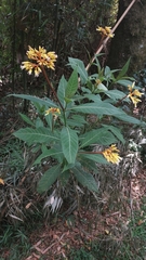 Palicourea australis