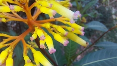 Palicourea australis