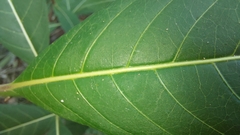 Palicourea australis