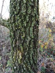 Ulmus minor