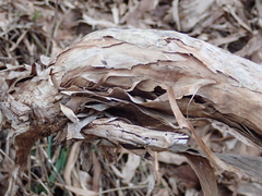 Brachyglottis cassinioides