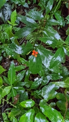 Sarcandra glabra