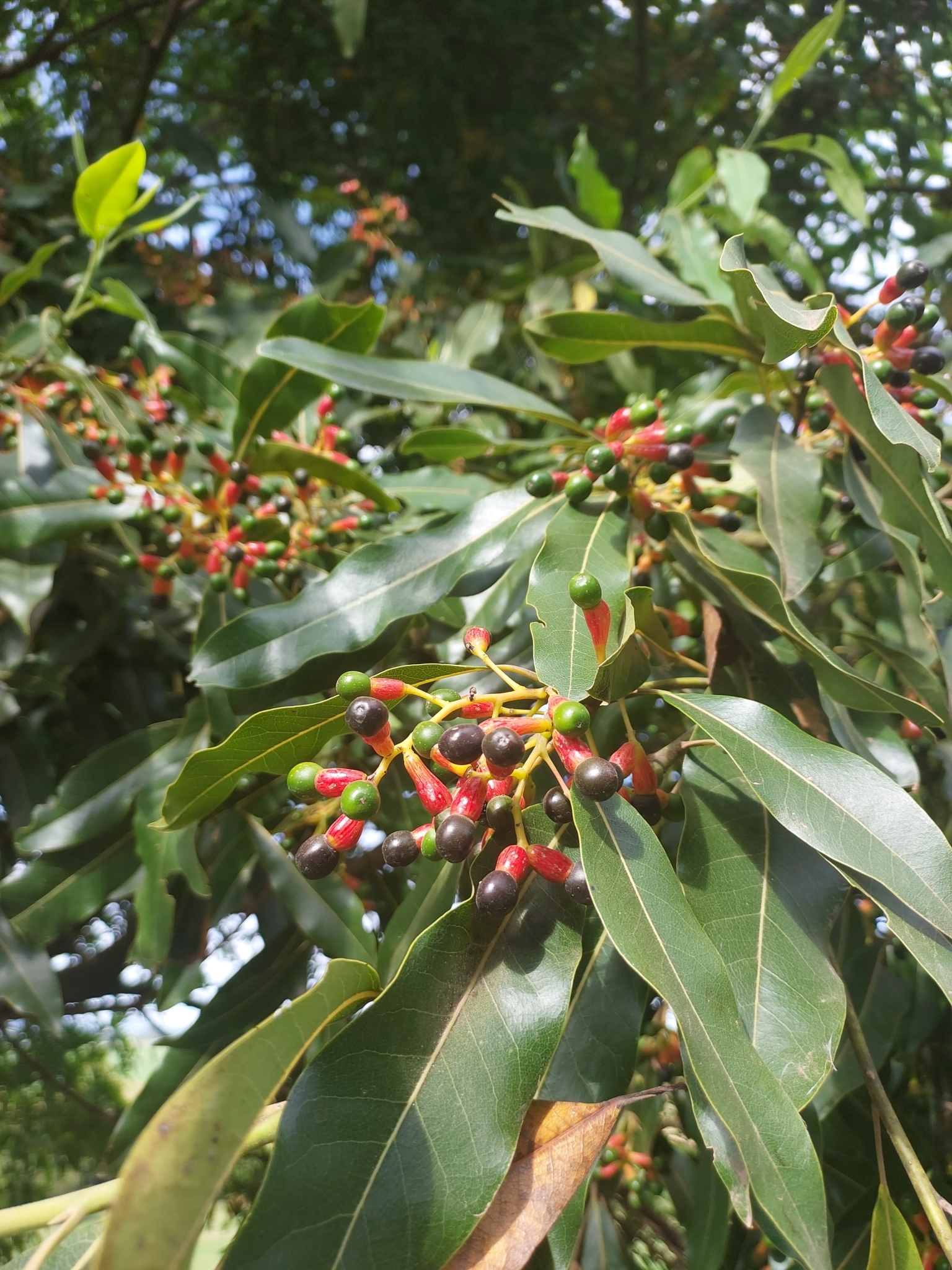 Ocotea puberula