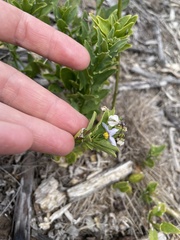 Solanum africanum