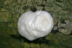 Reticularia