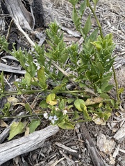 Solanum africanum