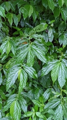 Elatostema platyphyllum