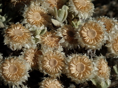 Anaphalis nepalensis