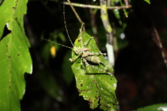 Phricta spinosa