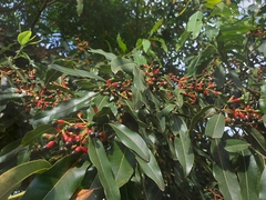 Ocotea puberula
