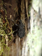 Megalometis spinifer