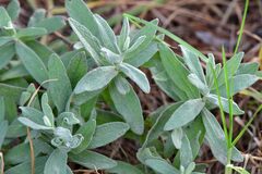Cerastium tomentosum