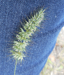 Echinopogon