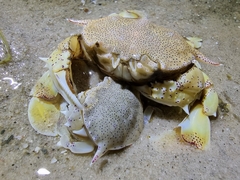 Matuta victor