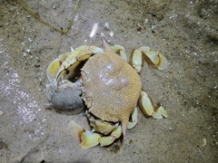 Matuta victor