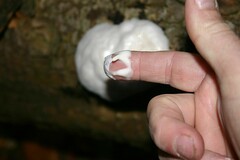 Reticularia
