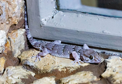 Chondrodactylus bibronii