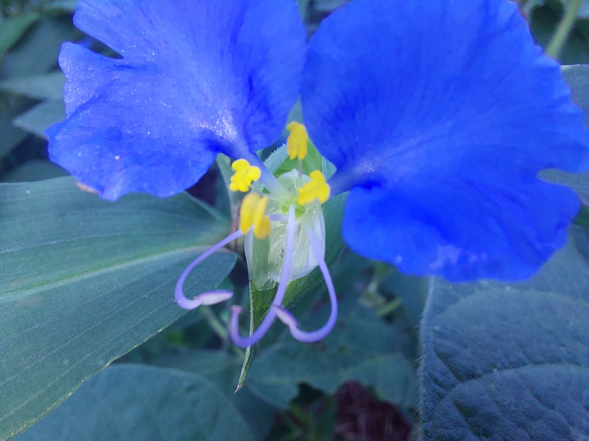 Commelina erecta