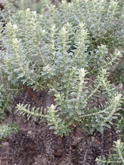 Brachyglottis cassinioides