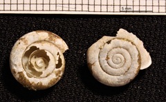 Causa holosericea