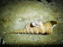 Gastropoda