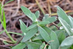 Cerastium tomentosum