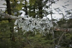 Pseudevernia consocians