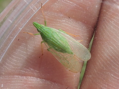 Rhynchomitra microrhina