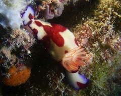 Hypselodoris