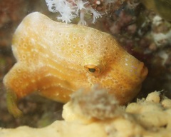 Brachaluteres jacksonianus