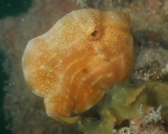 Brachaluteres jacksonianus