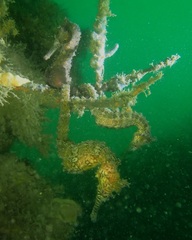 Hippocampus subelongatus