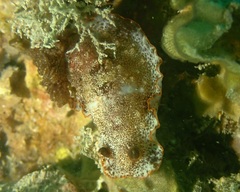 Aphelodoris gigas