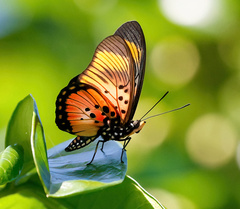 Pseudacraea boisduvalii