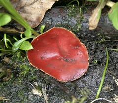 Sarcoscypha austriaca