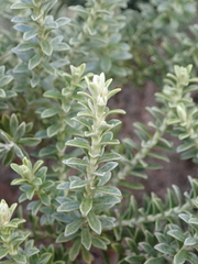 Brachyglottis cassinioides