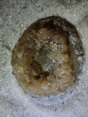 Actiniidae