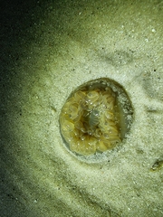 Actiniidae