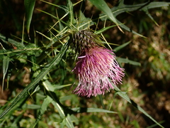 Cirsium tatakaense