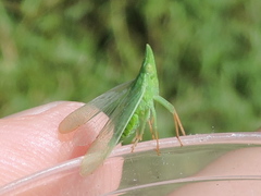 Rhynchomitra microrhina