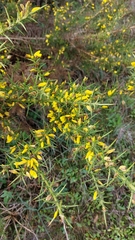 Ulex parviflorus