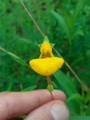 Calceolaria polyrhiza