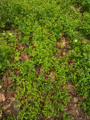 Myosotis sparsiflora