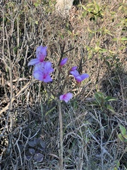 Rhododendron farrerae